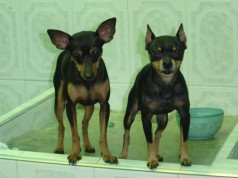 Fotos de perros